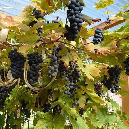 Apartamento Esplanaadi 25 *