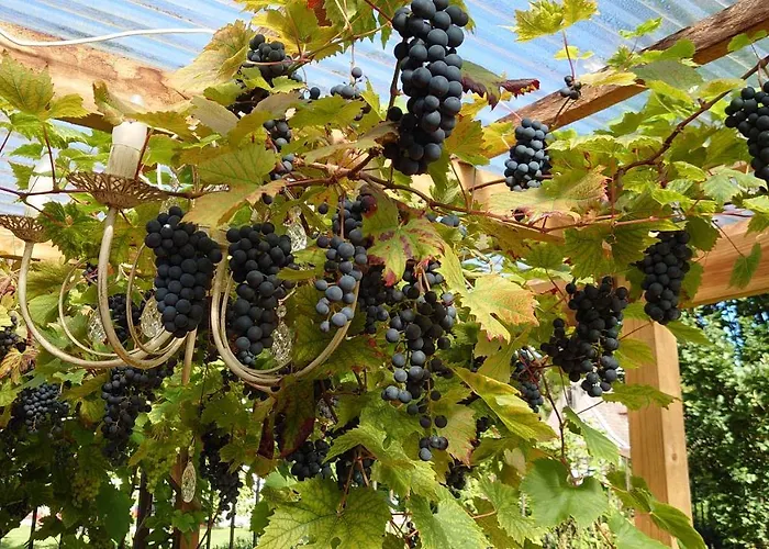 Appartement Esplanaadi 25 *