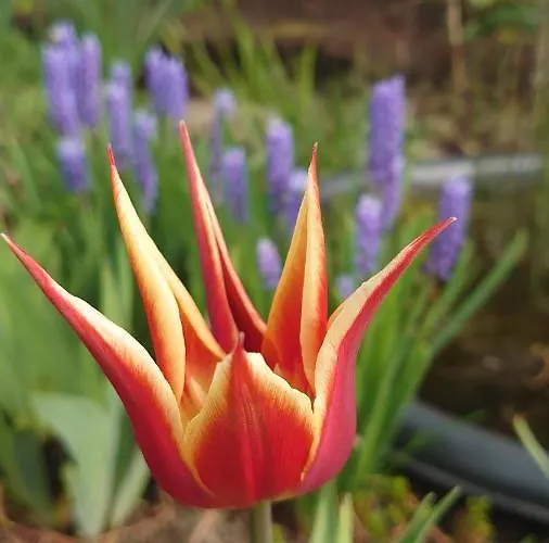 Appartement Esplanaadi 25 *